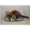 Image 1 : Taxidermied large weasel, possible Fisher or American Minks (?) mounted on display 37" total length 