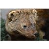 Image 2 : Taxidermied large weasel, possible Fisher or American Minks (?) mounted on display 37" total length 