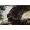 Image 3 : Taxidermied large weasel, possible Fisher or American Minks (?) mounted on display 37" total length 