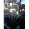 Image 1 : vase with white flowers