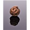 Image 3 : Japanese Cobra Snake Netsuke Carved From A Nu