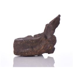 Huge Petrified Dinosaur Vertebrae. Provenance