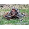 Image 1 : 6-DAY SPRING BLACK BEAR HUNT ON JACK CREEK PRESERVE