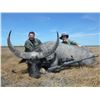 Image 1 : Trophy Water Buffalo Hunt w/Iridium Go! Sat Phone + Medical Membership