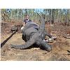 Image 2 : Trophy Water Buffalo Hunt w/Iridium Go! Sat Phone + Medical Membership