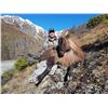 Image 3 : New Zealand Bull Tahr Hunt