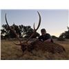 Image 1 : Axis buck & Rio Grande turkey combo hunt in El Dorado, Texas with AC Ranch (3 days/2 nights)