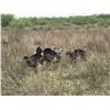 Image 2 : Two day family turkey hunt for 2 parents and two children at the Jones Ranch in Edinburg, Texas (don