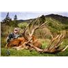 Image 10 : Red stag hunt for one hunter and one observer with Wilderness Quest New Zealand (5 days/4 nights)