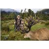 Image 7 : Red stag hunt for one hunter and one observer with Wilderness Quest New Zealand (5 days/4 nights)