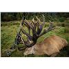 Image 8 : Red stag hunt for one hunter and one observer with Wilderness Quest New Zealand (5 days/4 nights)