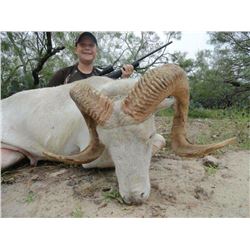 Youth hunt for choice of management Corsican, Texas Dall Sheep, Black Hawaiian Sheep, or Red Stag, p