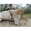 Image 1 : Youth hunt for choice of management Corsican, Texas Dall Sheep, Black Hawaiian Sheep, or Red Stag, p