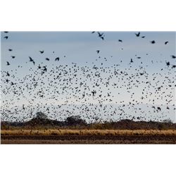 High volume dove hunt for 4 hunters in Cordoba, Argentina with Sierra Brava Lodge (4 days, 3 nights)