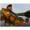 Image 1 : Peacock bass fishing trip for one angler in the Amazon basin in Brazil (7 days)