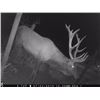 Image 3 : Two-day trip for one Rocky Mountain cow elk and one whitetail buck up to 140" to be split between 2 