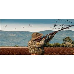 High volume dove hunt for 3 in Cordoba, Argentina (4 days, 3 nights)