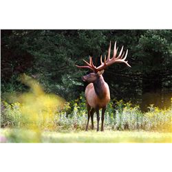 3 day hunt in Quebec for 2 hunters to each harvest a red stag, scoring up to 425 SCI