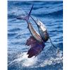 Image 4 : Billfishing trip for 2 in Guatemala (5 days, 4 nights)
