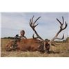 Image 2 : Free range red stag hunt for one hunter in La Pampa Province, Argentina (6 nights)
