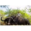 Image 2 : Cape buffalo hunt for one in Tanzania (7 days)