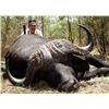 Image 5 : Cape buffalo hunt for one in Tanzania (7 days)