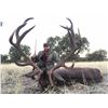 Image 1 : Two Iberian Red Deer for two hunters in Spain