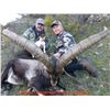 Image 3 : Two Iberian Red Deer for two hunters in Spain