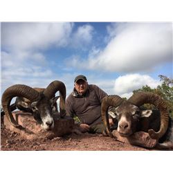 7 day trip for one hunter and one non-hunter in Macedonia for a European Mouflon Sheep hunt.