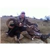 Image 3 : 7 day trip for one hunter and one non-hunter in Macedonia for a European Mouflon Sheep hunt.