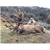 Image 3 : Hunt in New Zealand for two hunters to take one red stag each, scoring up to 400" (5 days)
