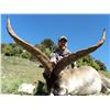Image 2 : Beceite Ibex hunt for 2 hunters (3 days)
