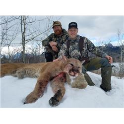 Mountain Lion hunt for one hunter on horseback near Kalispell, Montana (10 days)
