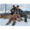 Image 1 : Mountain Lion hunt for one hunter on horseback near Kalispell, Montana (10 days)