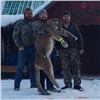 Image 2 : Mountain Lion hunt for one hunter on horseback near Kalispell, Montana (10 days)