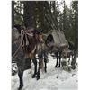 Image 4 : Mountain Lion hunt for one hunter on horseback near Kalispell, Montana (10 days)