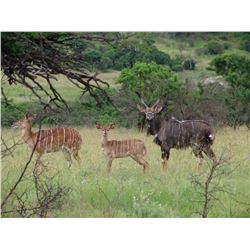 5 day hunt for kudu, eland, bushbuck, and nyala to be shared between 2 hunters