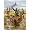 Image 3 : 5- Full day Argentina big game hunt for one hunter including 1 Red Stag up to 320 SCI