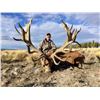 Image 4 : 5- Full day Argentina big game hunt for one hunter including 1 Red Stag up to 320 SCI