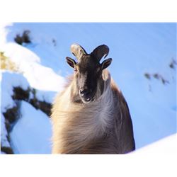 Tahr hunt for one hunter in Wanaka, New Zealand (5 days)
