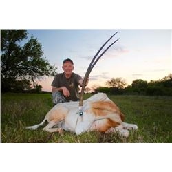 Scimitar Horned Oryx, Blackbuck, and Wildebeest hunt for one hunter and one observer in the Texas hi