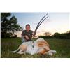 Image 1 : Scimitar Horned Oryx, Blackbuck, and Wildebeest hunt for one hunter and one observer in the Texas hi