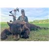 Image 2 : Spring black bear hunt for 1 hunter in Saskatchewan, Canada (5 days)