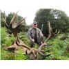 Image 3 : 5 day, 4 night red stag hunt scoring up to 350 SCI for one hunter in New Zealand