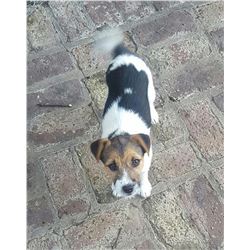 Jack Russell Terrier Puppy