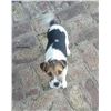 Image 1 : Jack Russell Terrier Puppy