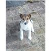 Image 2 : Jack Russell Terrier Puppy