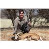 Image 2 : Gemsbok, red hartebeest, kalahari springbuck, and warthog hunt for 2 hunters and 2 observers in Nam