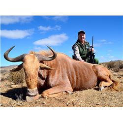7 day trip for one hunter and one non-hunter to pursue a golden wildebeest, a copper springbuck, and