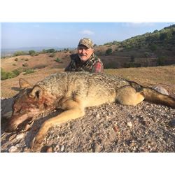 European grey wolf hunt in Macedonia for one hunter and one observer (7 days)